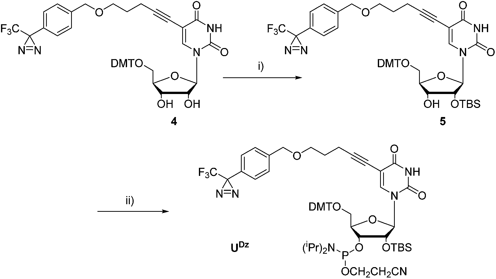 the synthesis and application of a diazirine-modif