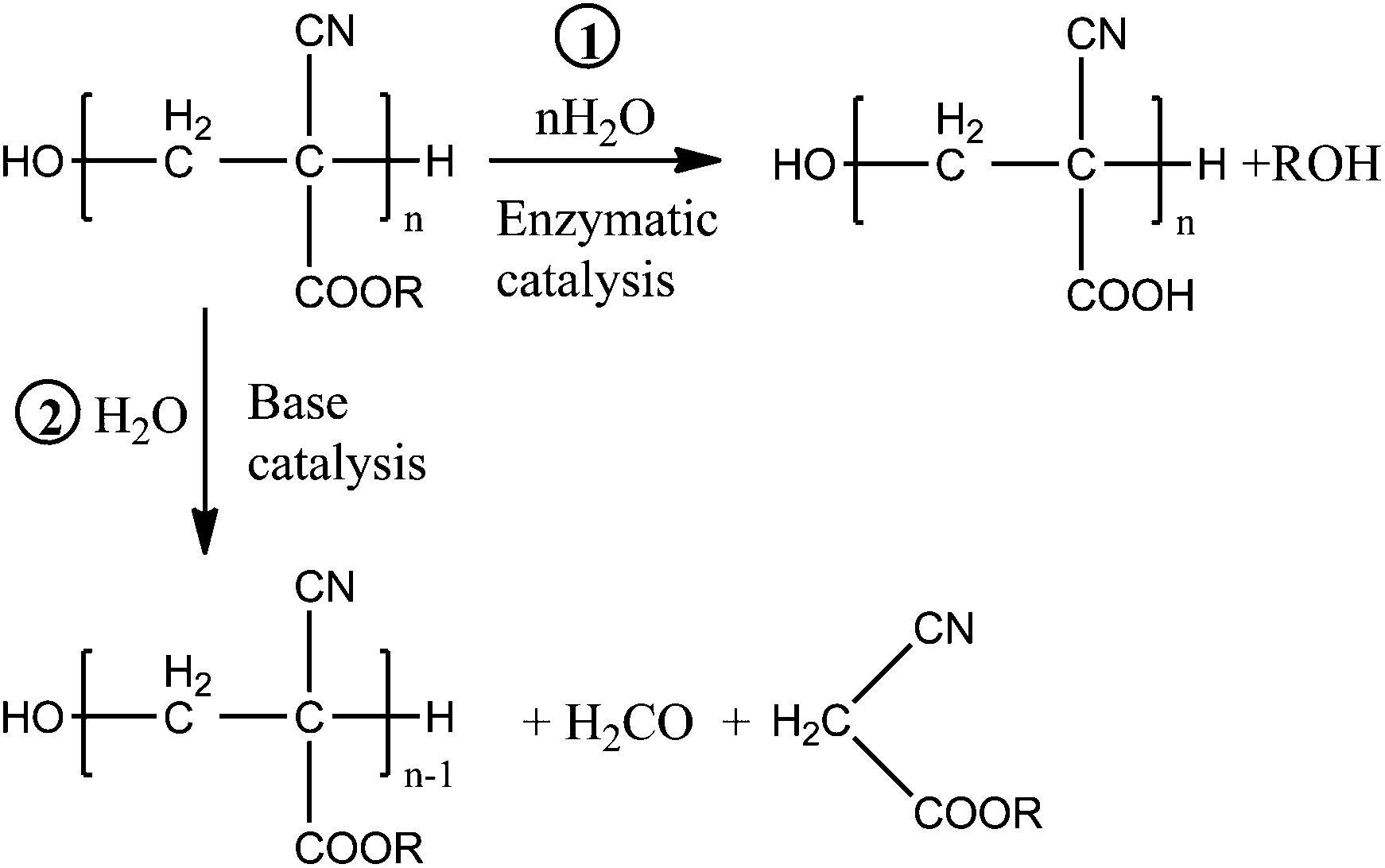 Polycyanoacrylate porous material for bone tissue substitution