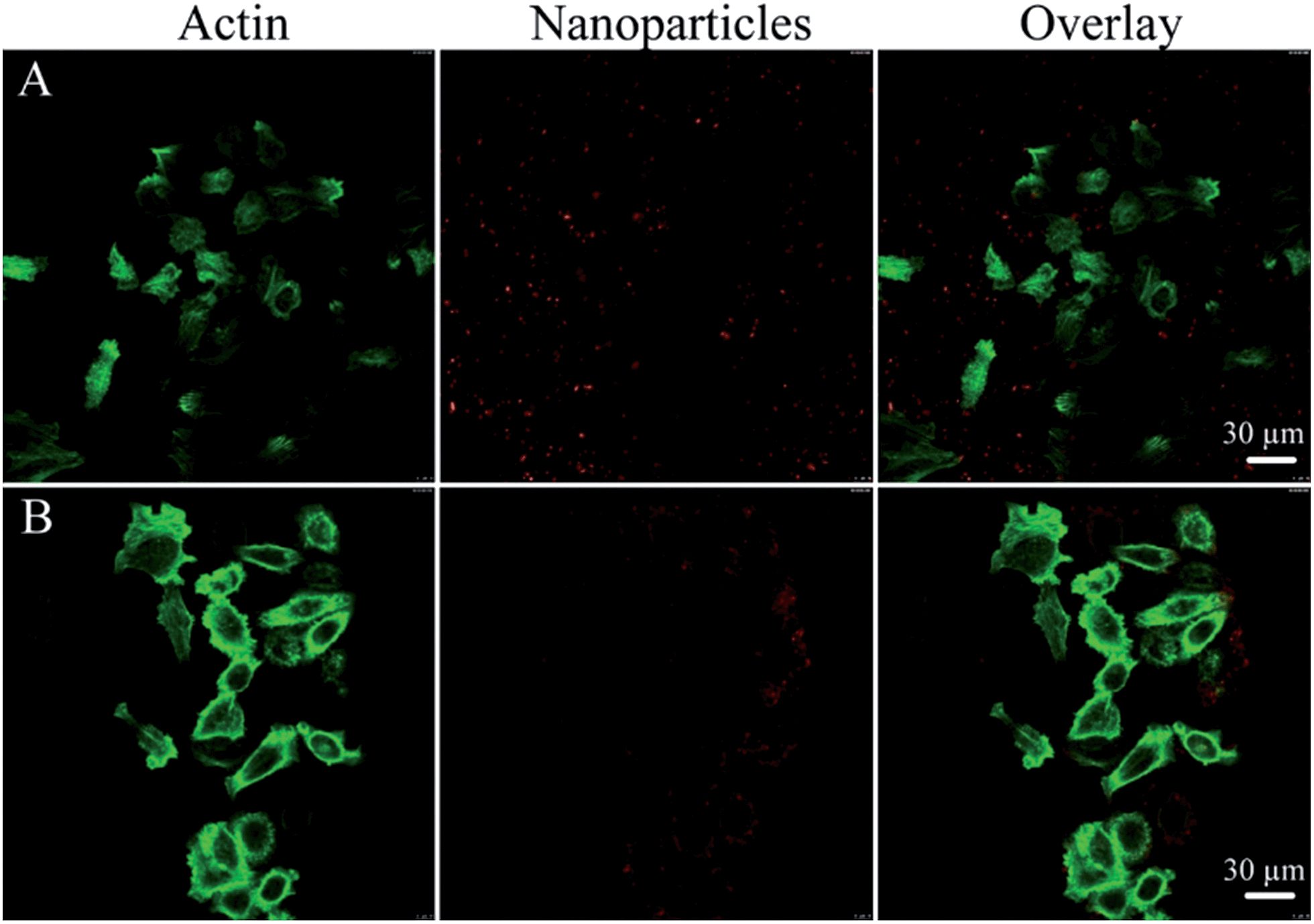the nanoparticles have a red colour and the cell cytoskeleton