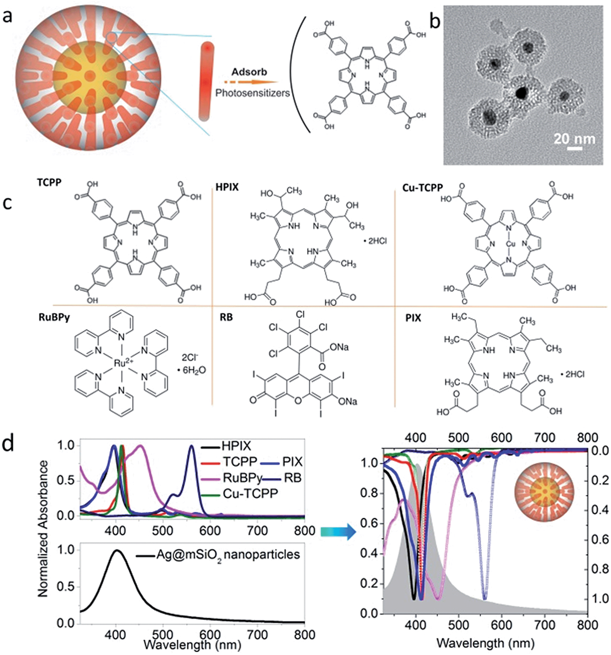 Fig. 1 (a) Schematic representation of the Ag@mSiO2@photosensitizer hybrids. (b) Representative TEM image of the Ag@mSiO2 nanoparticles.