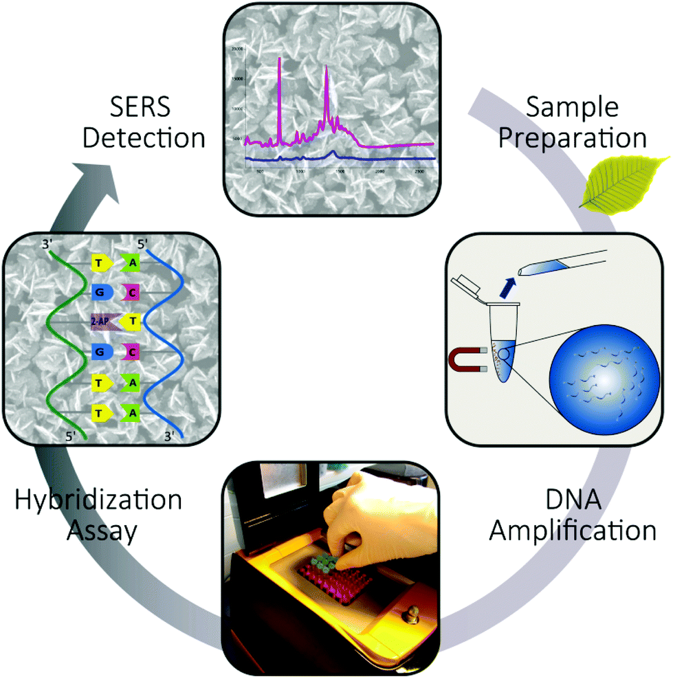 Labelfree detection of Phytophthora ramorum using surfaceenhanced Raman spectroscopy Analyst