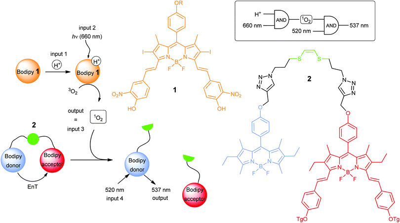 molecules with a sense of logic: a progress report