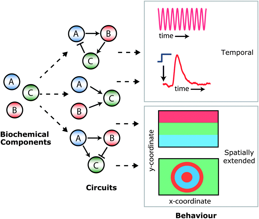 programmable chemical reaction networks: emulating regulatory