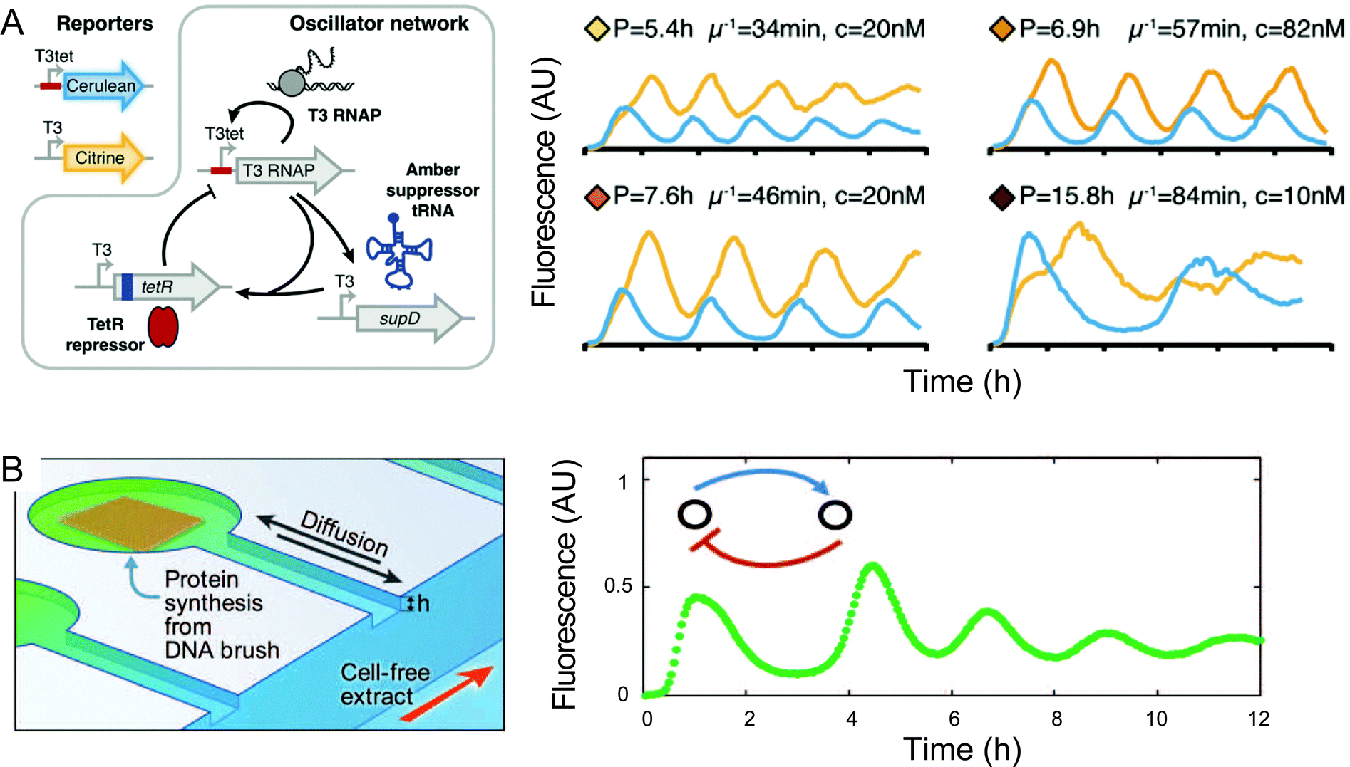 programmable chemical reaction networks: emulating regulatory