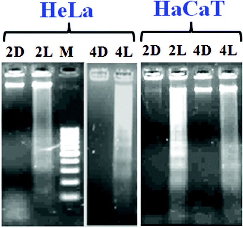 combining greek form hepta- means the