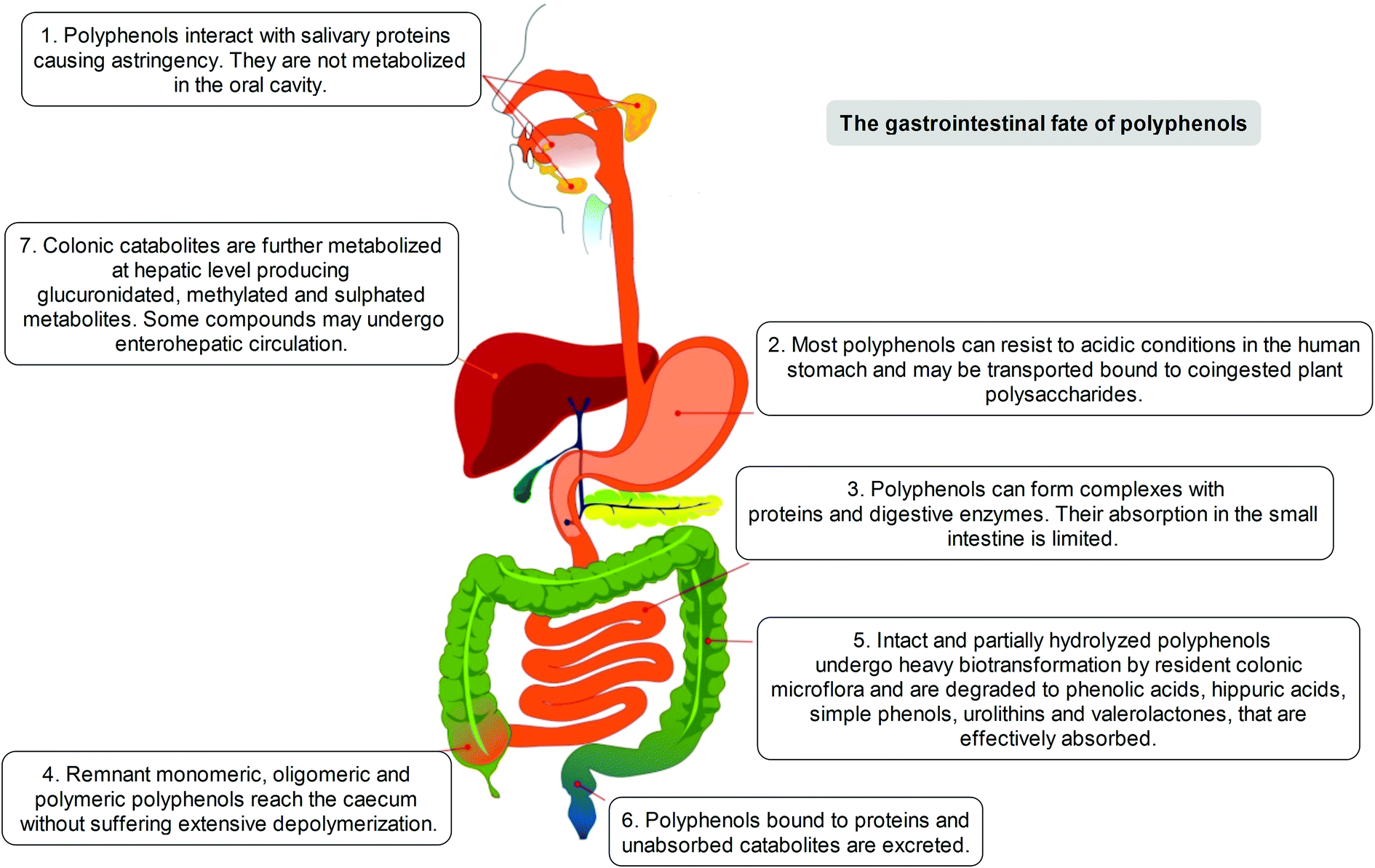 Systemic Bioactivities Of Dietary Polyphenols The Main Systemic