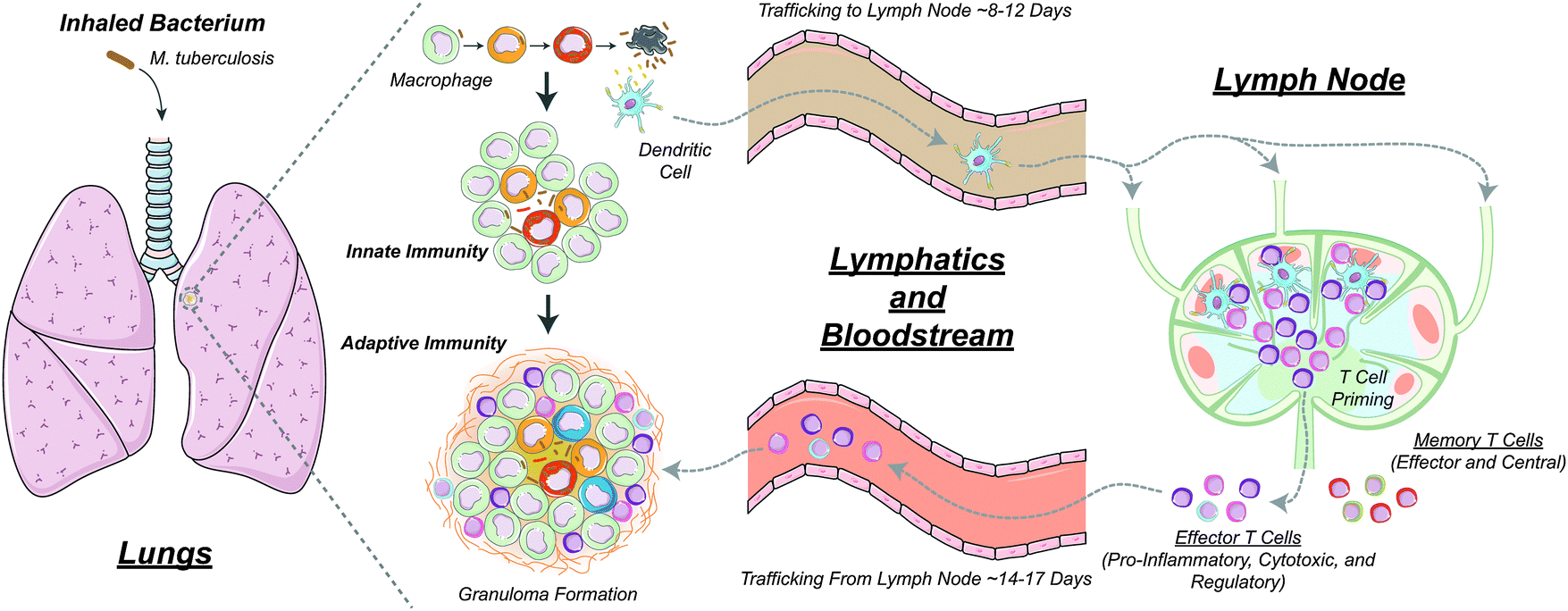 tuberculosis immune system and national tb Tuberculosis (tb) is an infectious when the bacilli overcome the immune system defenses and begin to multiply revised national tuberculosis . tuberculosis immune system and national tb Tuberculosis (tb) is an infectious when the bacilli overcome the immune system defenses and begin to multiply revised national tuberculosis .