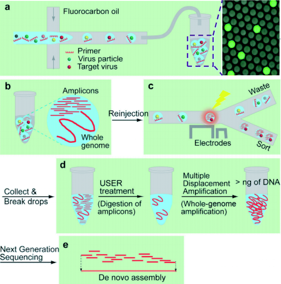 Research highlights enhancing whole genome amplification using