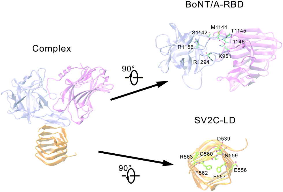 of botulinum neurotoxin a complexed with synaptic vesicle