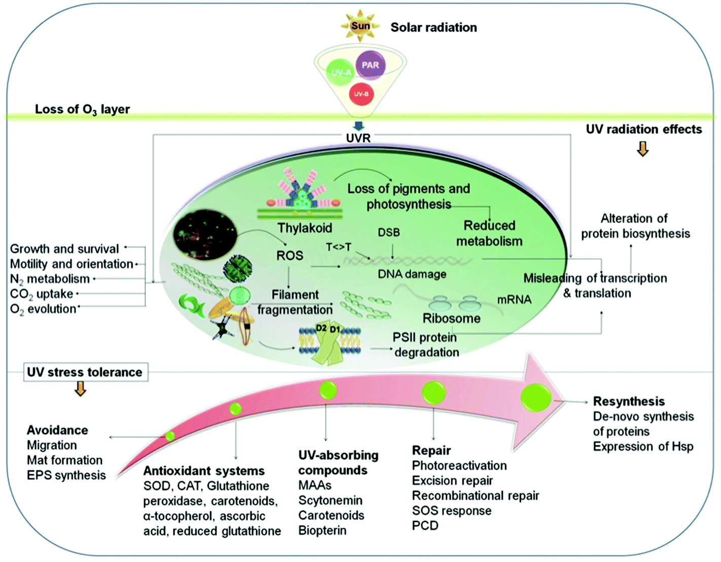 impact of solar radiation on earth and life