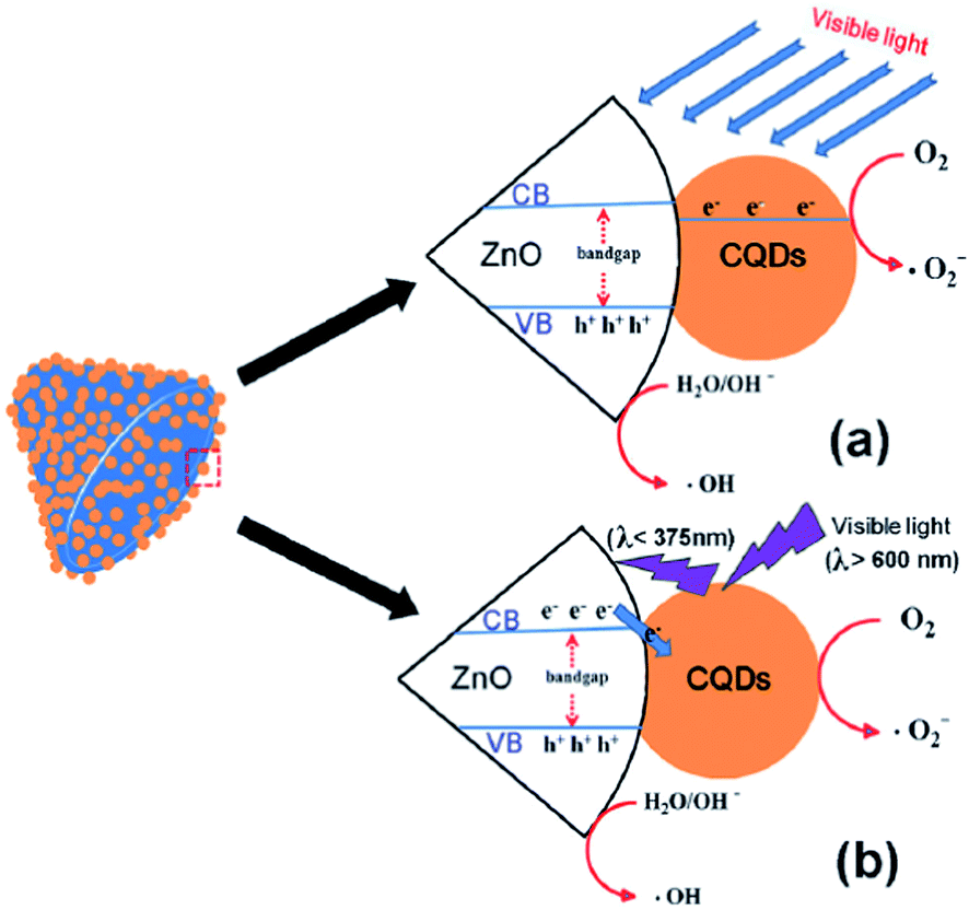 Zinc oxide based photocatalysis tailoring surfacebulk structure and