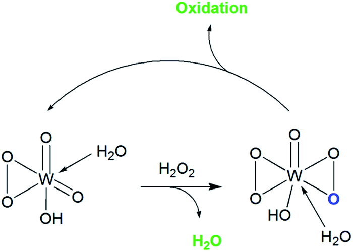 preparation of adipic acid from cyclohexene Experiment 12 preparation of adipic acid from cyclohexenein this laboratory period the cyclohexene prepared in the previous experiment is oxidis. preparation of adipic acid from cyclohexene Experiment 12 preparation of adipic acid from cyclohexenein this laboratory period the cyclohexene prepared in the previous experiment is oxidis.