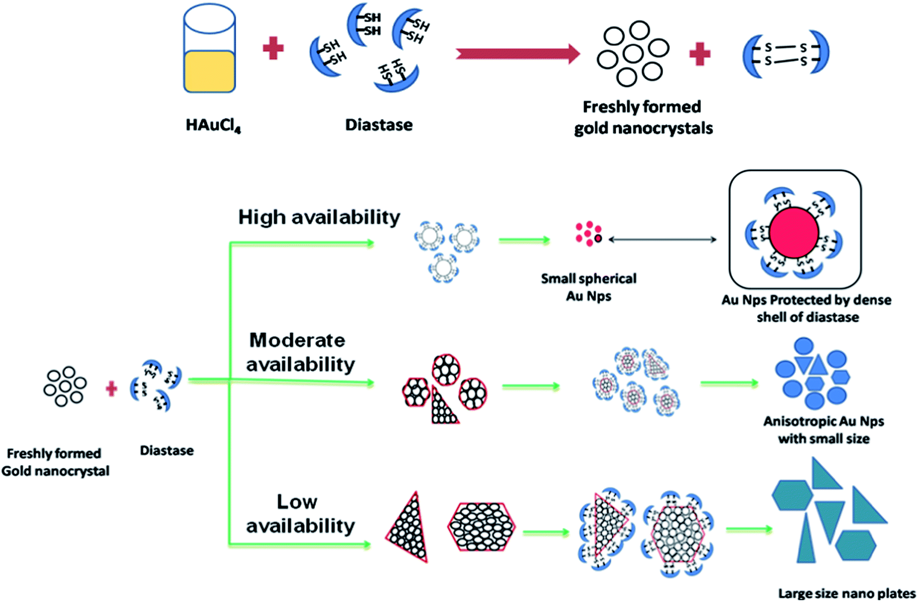 Diastase assisted green synthesis of sizecontrollable gold