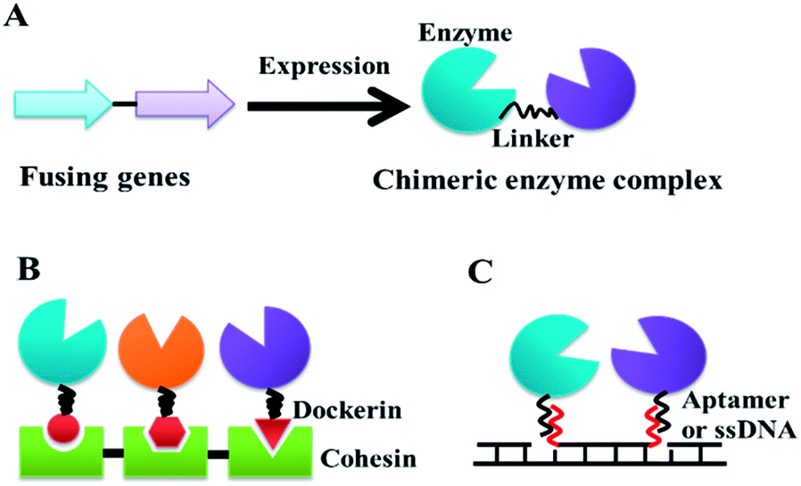 Multienzyme Complexes