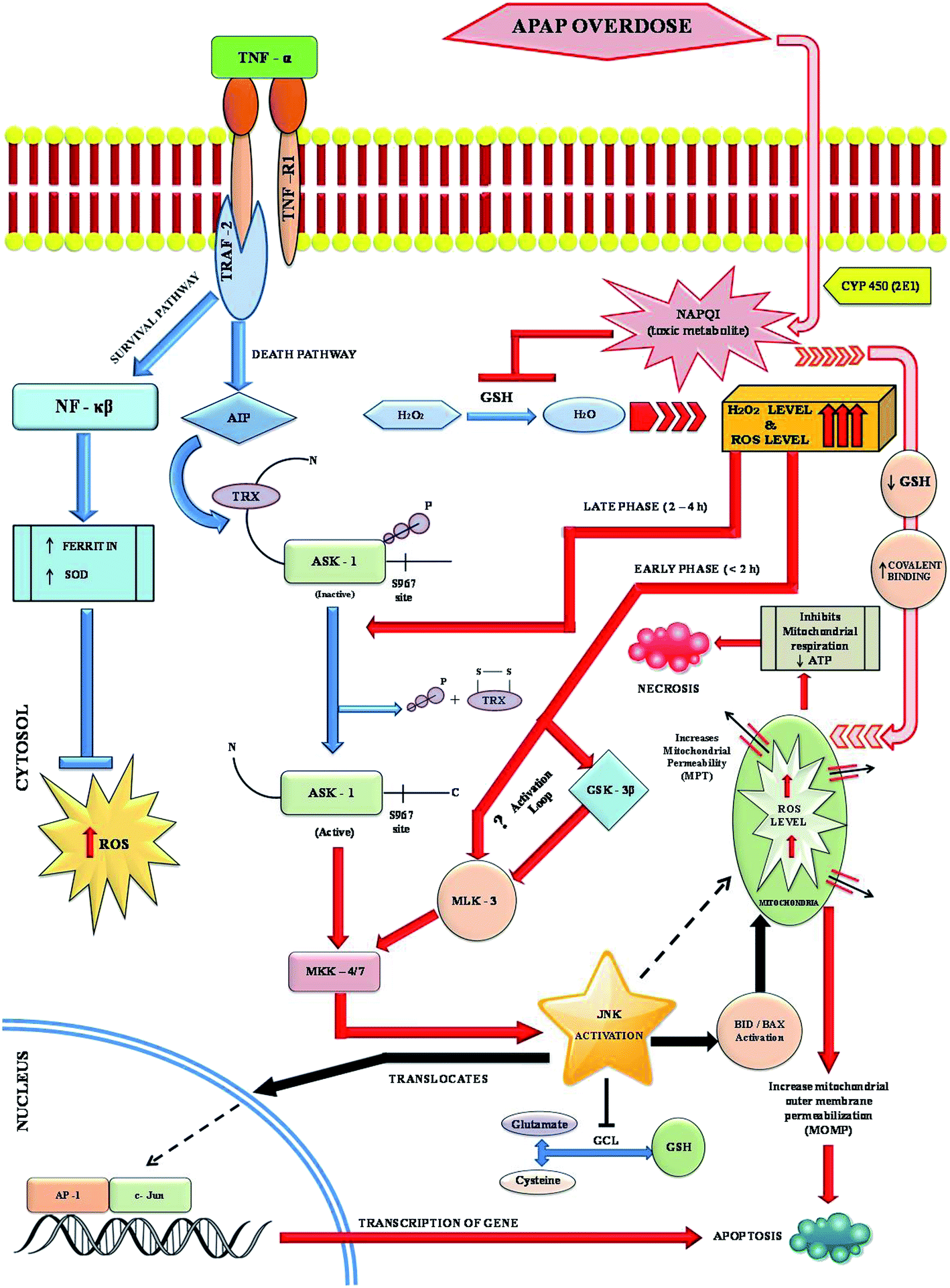 Pathways involved in acetaminophen hepatotoxicity with specific targets