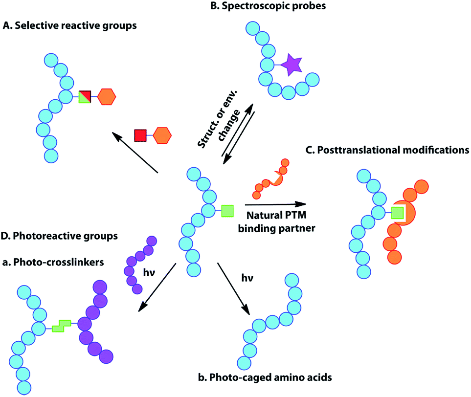 Amino Acids Study Tools