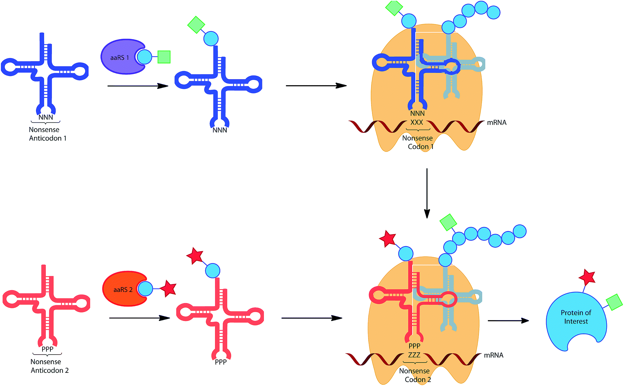 Designing logical codon reassignment Expanding the chemistry in