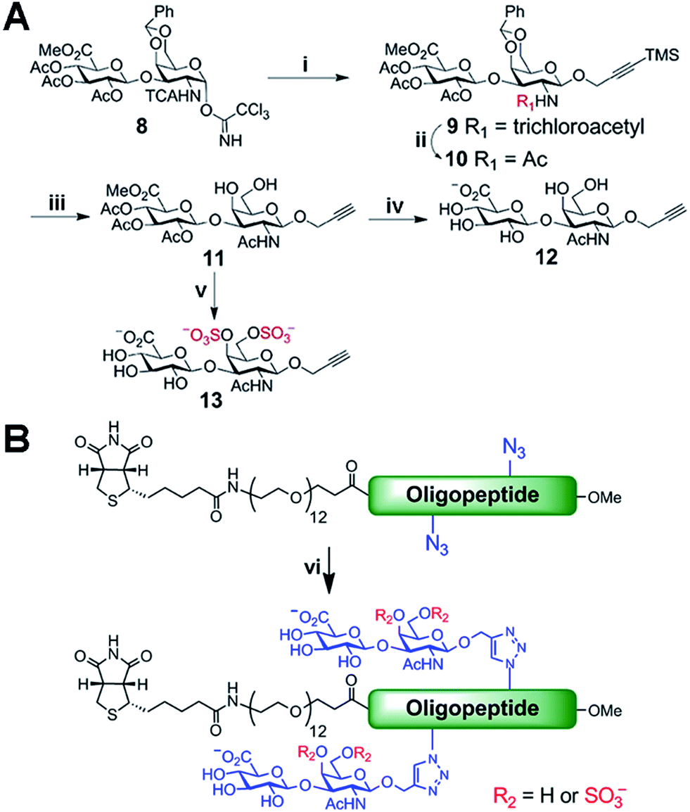 Tailored chondroitin sulfate via a tunable multivalent