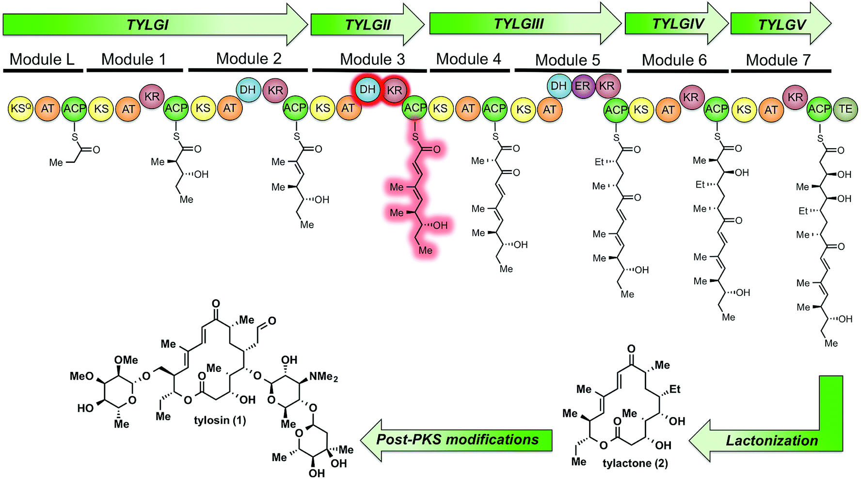 Tylosin Polyketide Synthase Module Stereospecificity Stereoselectivity And Steady State