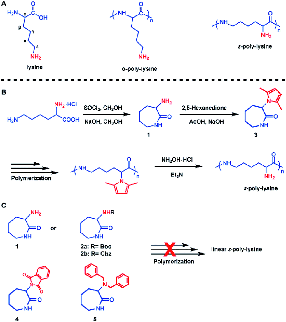 New chemosynthetic route to linear εpolylysine Chemical Science