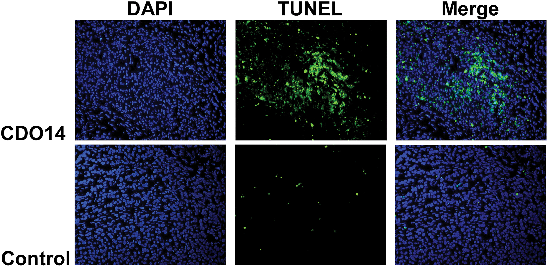 induced by sirnas using the tdt dutp nick end-labeling(tunel)