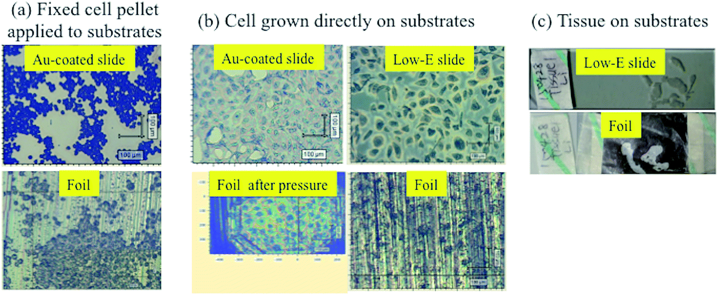 fixed-cell pellets were more spherical and smaller than cells