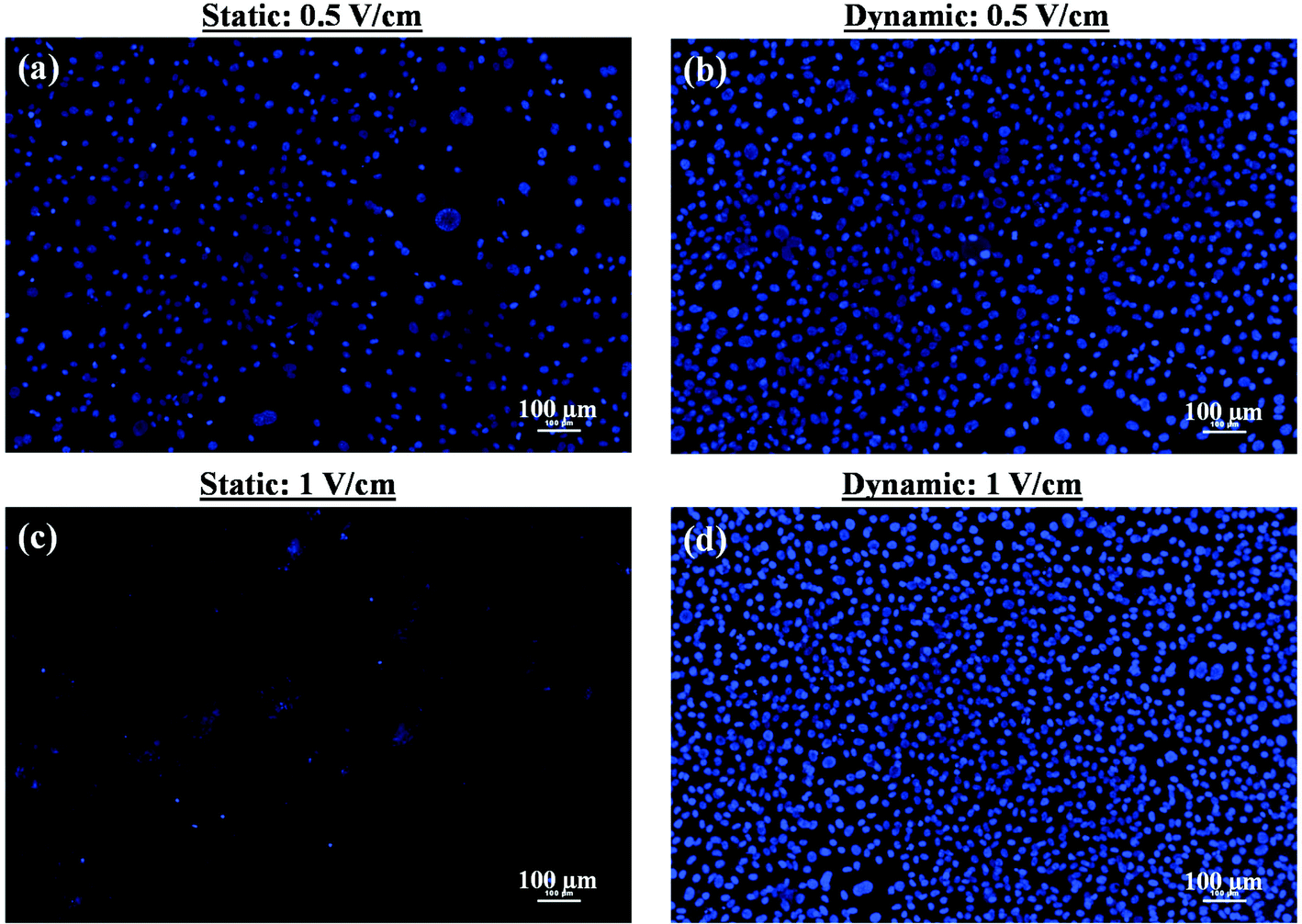 electric field-mediated growth of osteoblasts –