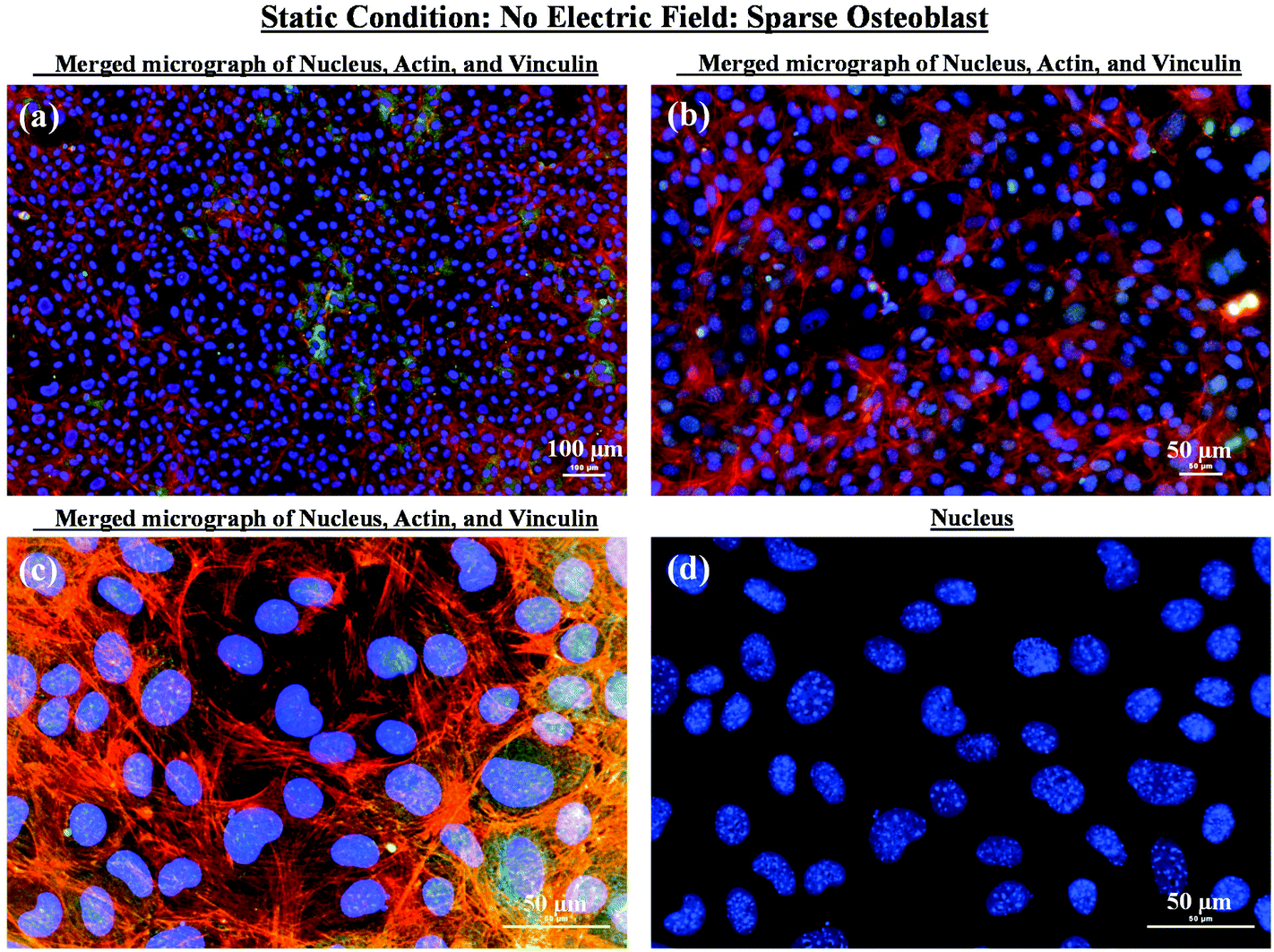 electric field-mediated growth of osteoblasts –