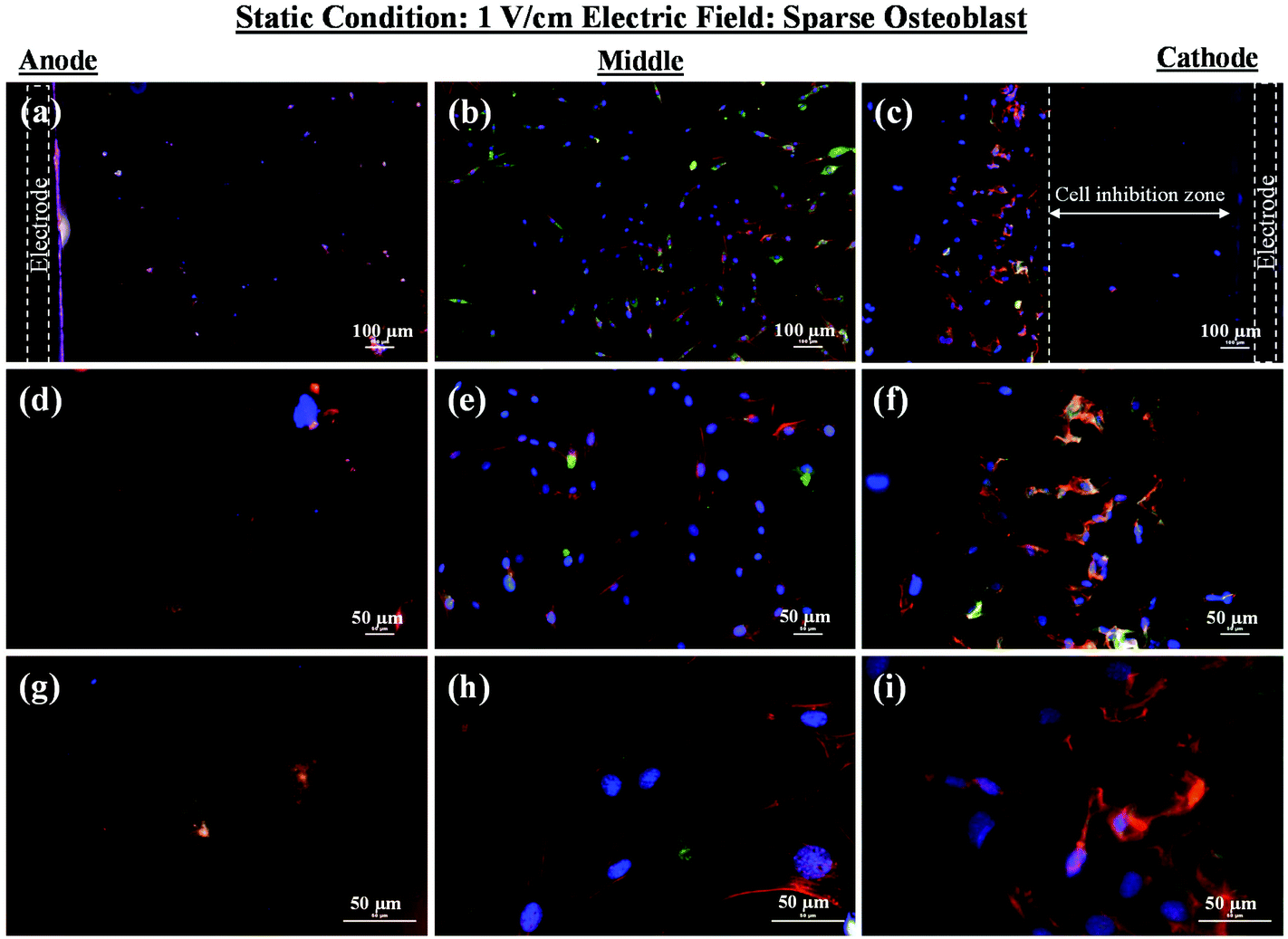 electric field-mediated growth of osteoblasts –