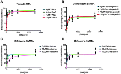 Cephalosporins inhibit human metallo \u03b2-lactamase fold DNA repair ...