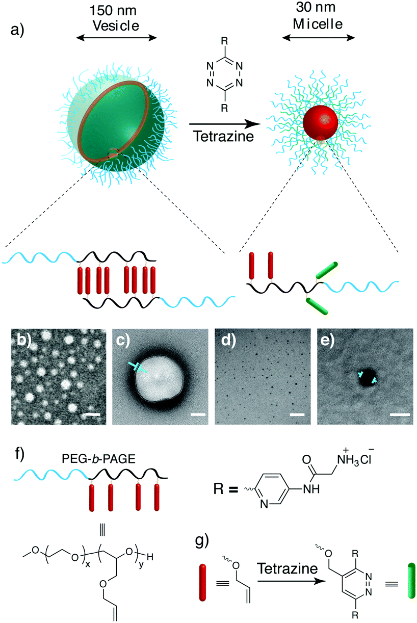 Nanoparticle “switchon” by tetrazine triggering Chemical