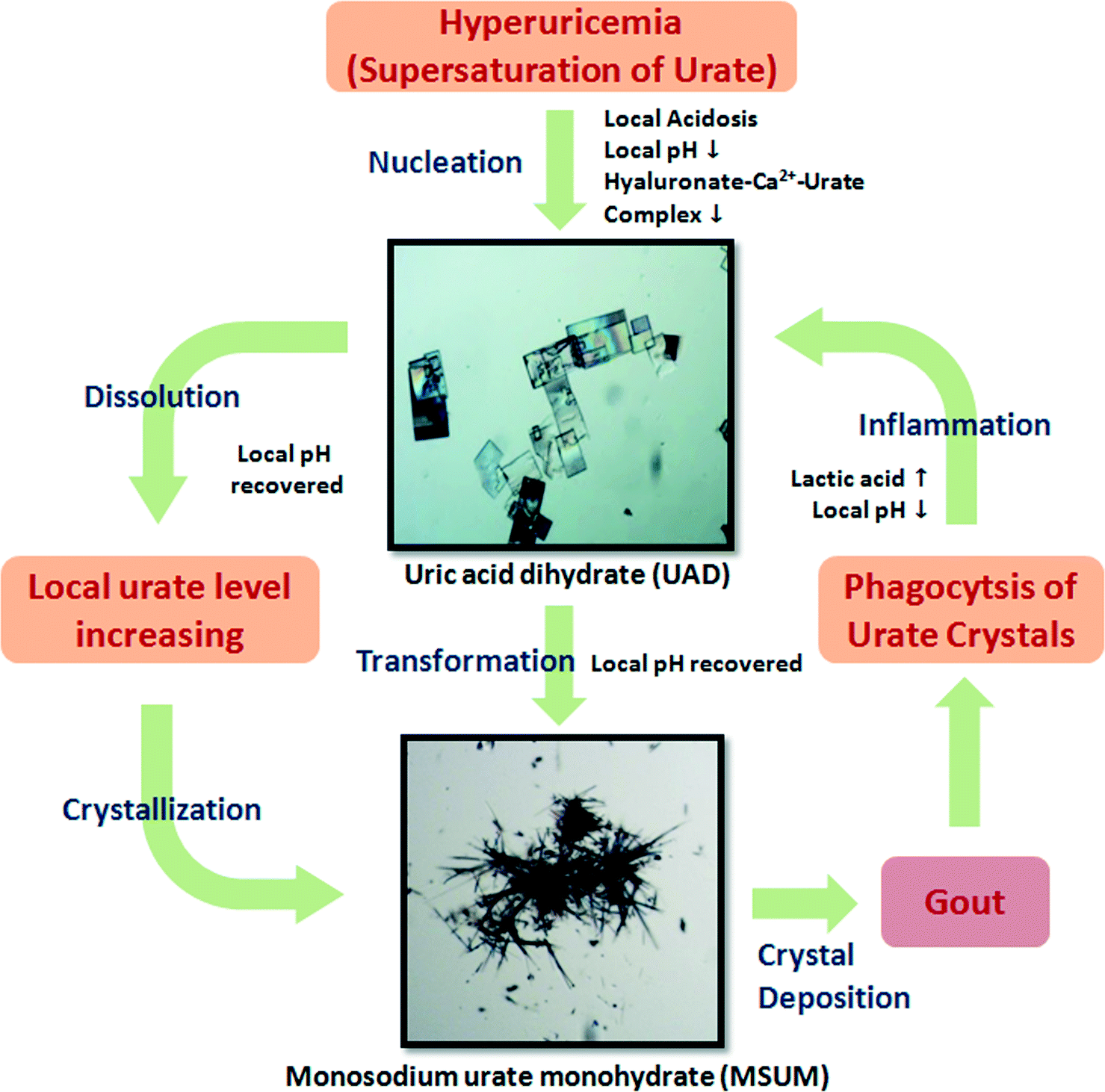 Formation of gout