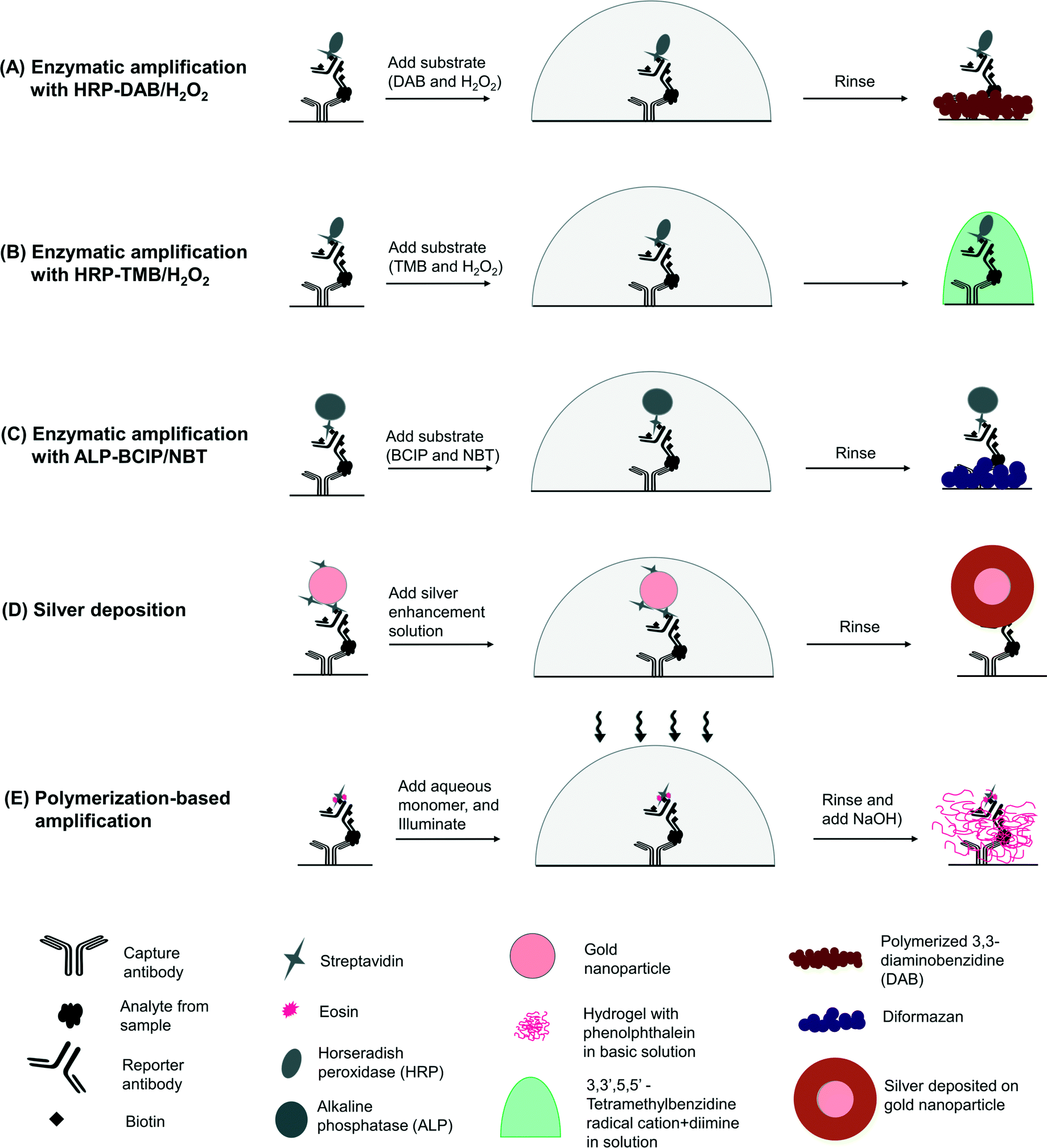 alkaline phosphatase thesis alkaline phosphatase thesis