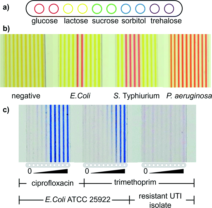 The 10-barrel microfluidic device with five sugars (a) for microbial identification (b) and with increasing concentrations of ciprofloxacin and trimethoprim for antimicrobial resistance (c)