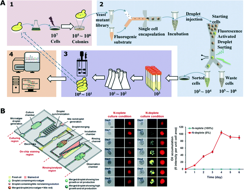 laccase enzyme assay protocol Bulter t (2003) colorimetric assays for screening laccases in: arnold fh, georgiou g (eds) directed enzyme evolution. laccase enzyme assay protocol Bulter t (2003) colorimetric assays for screening laccases in: arnold fh, georgiou g (eds) directed enzyme evolution.