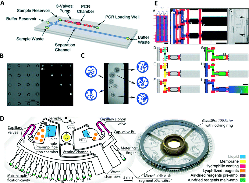 Polymerase chain reaction in microfluidic devices - Lab on ... pcr temperature diagram 