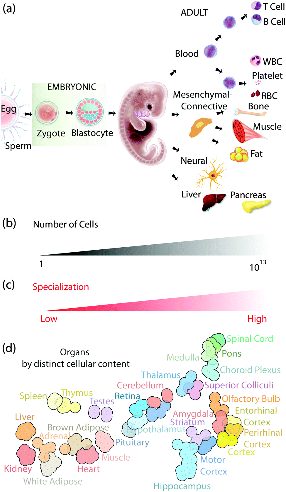 cell specialisation cell specialisation