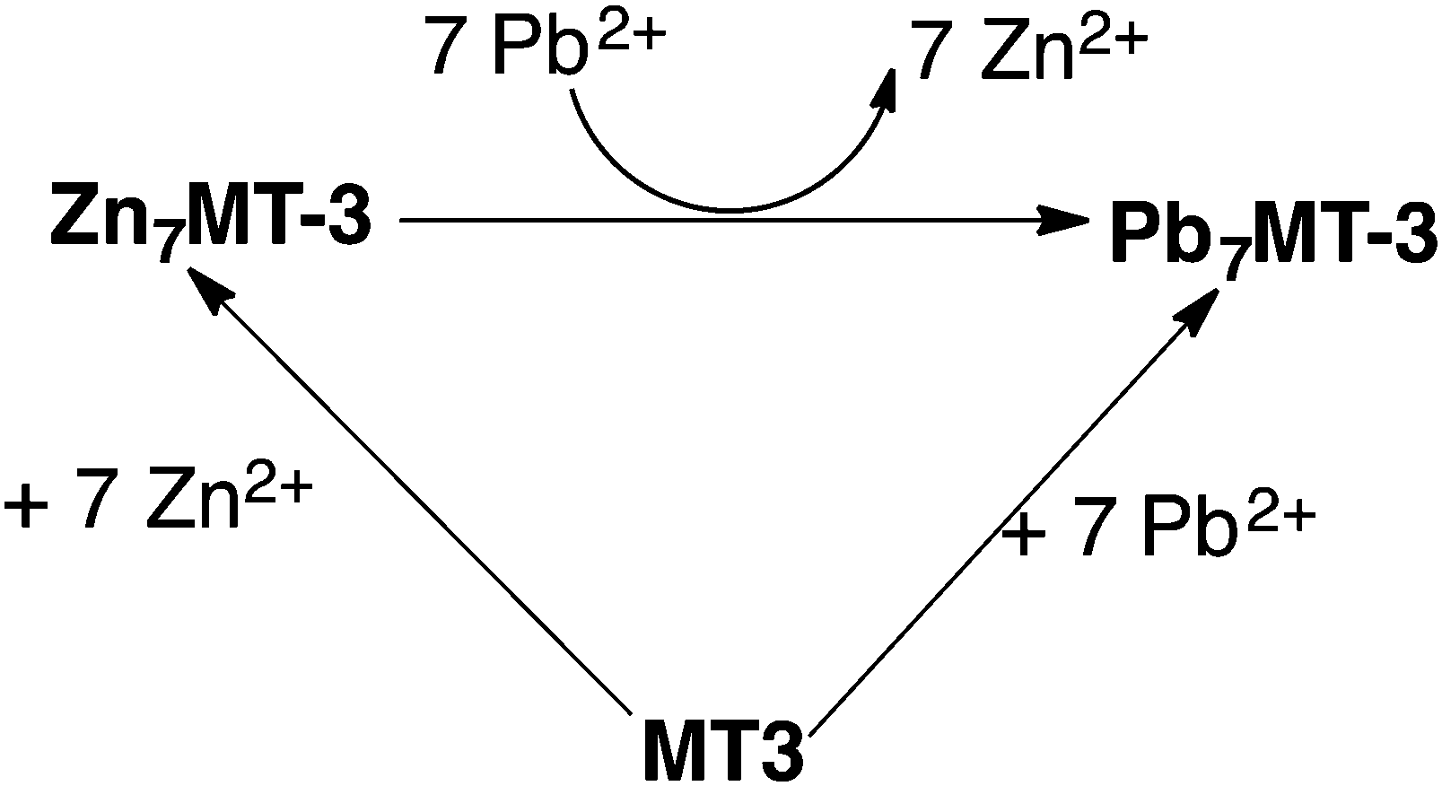 「metallothionein mt3」の画像検索結果