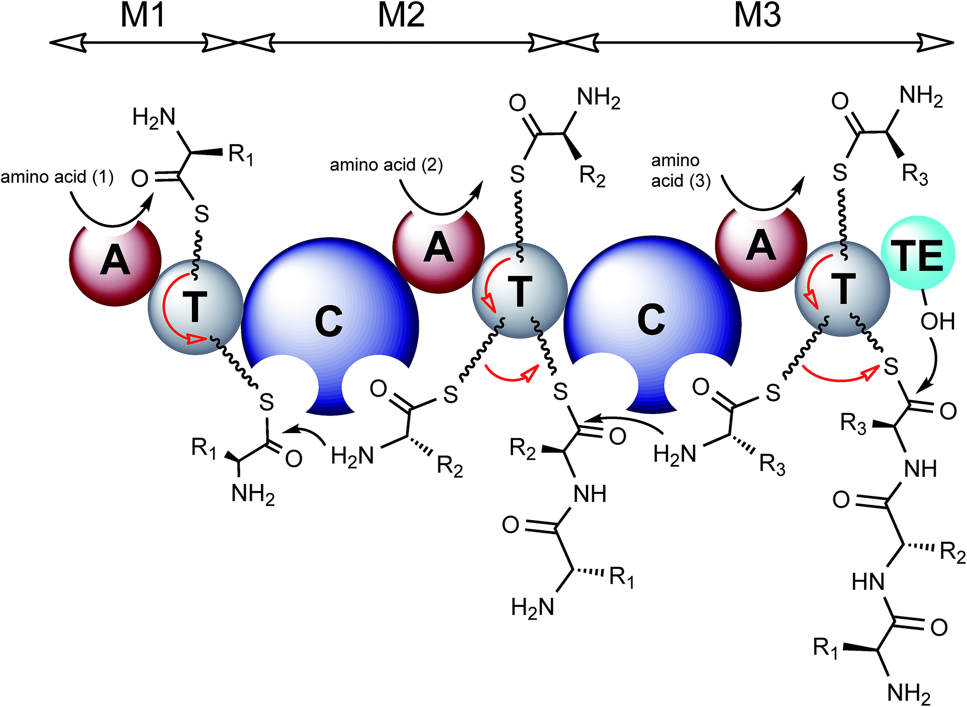Recent Advances In Engineering Nonribosomal Peptide Assembly Lines recent-advances-in-engineering-nonribosomal-peptide-assembly-lines