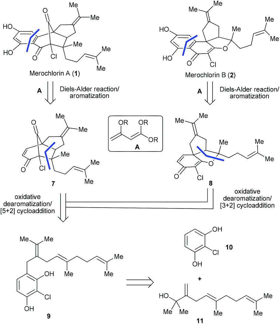 total synthesis and preliminary sar study of (±)