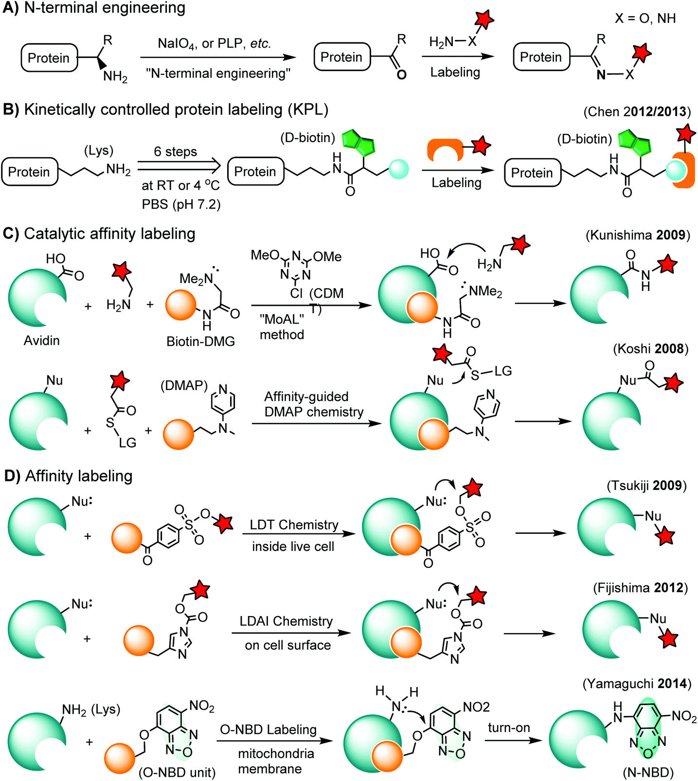 Selective chemical labeling of proteins Organic & Biomolecular