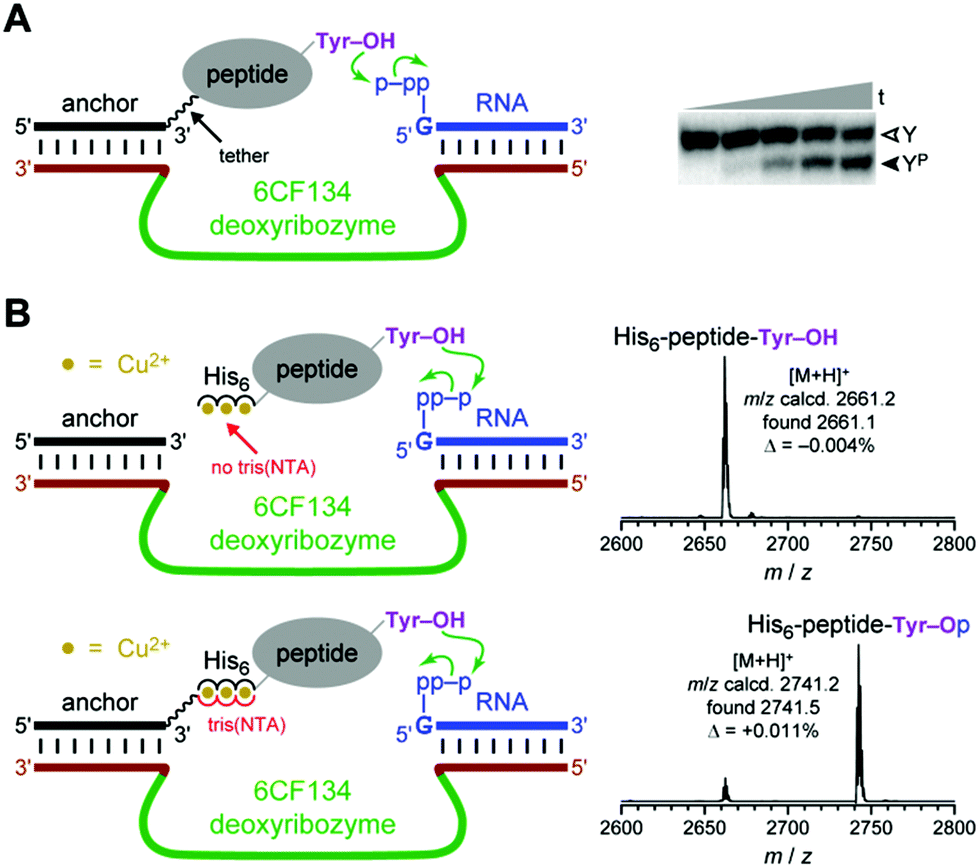 assessing histidine tags for recruiting deoxyribozymes to