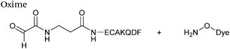 site-selective incorporation and ligation of protein aldehydes