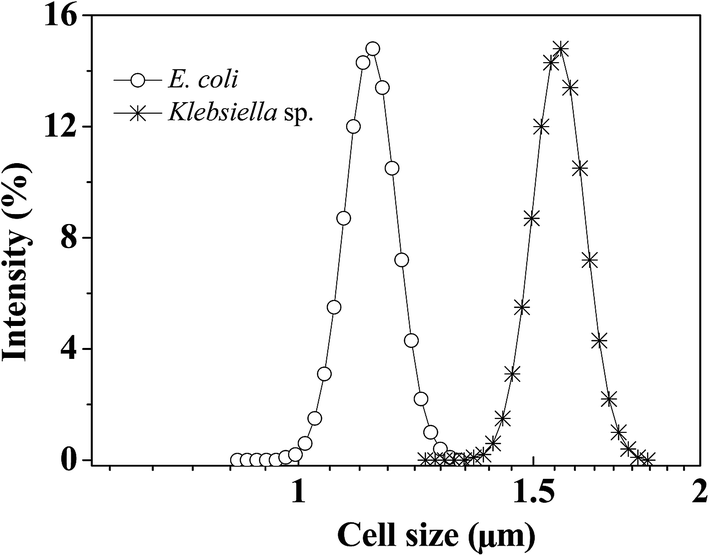 comparison of transport between two bacteria in saturated porous bacteria size