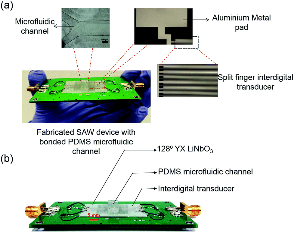 Photoacoustic induced surface acoustic wave sensor for concurrent opto