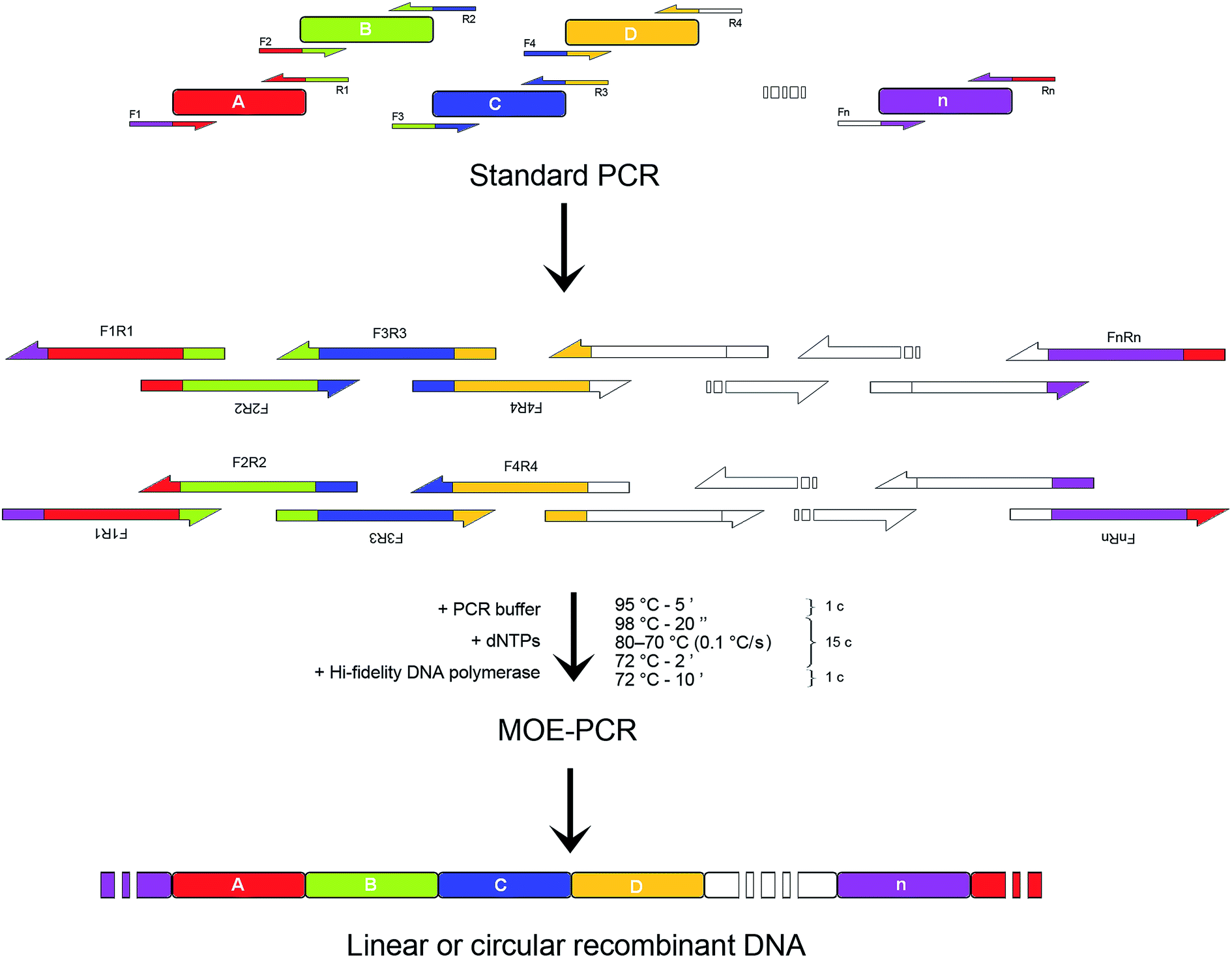 Multiple overlap extension PCR (MOEPCR) an effective technical