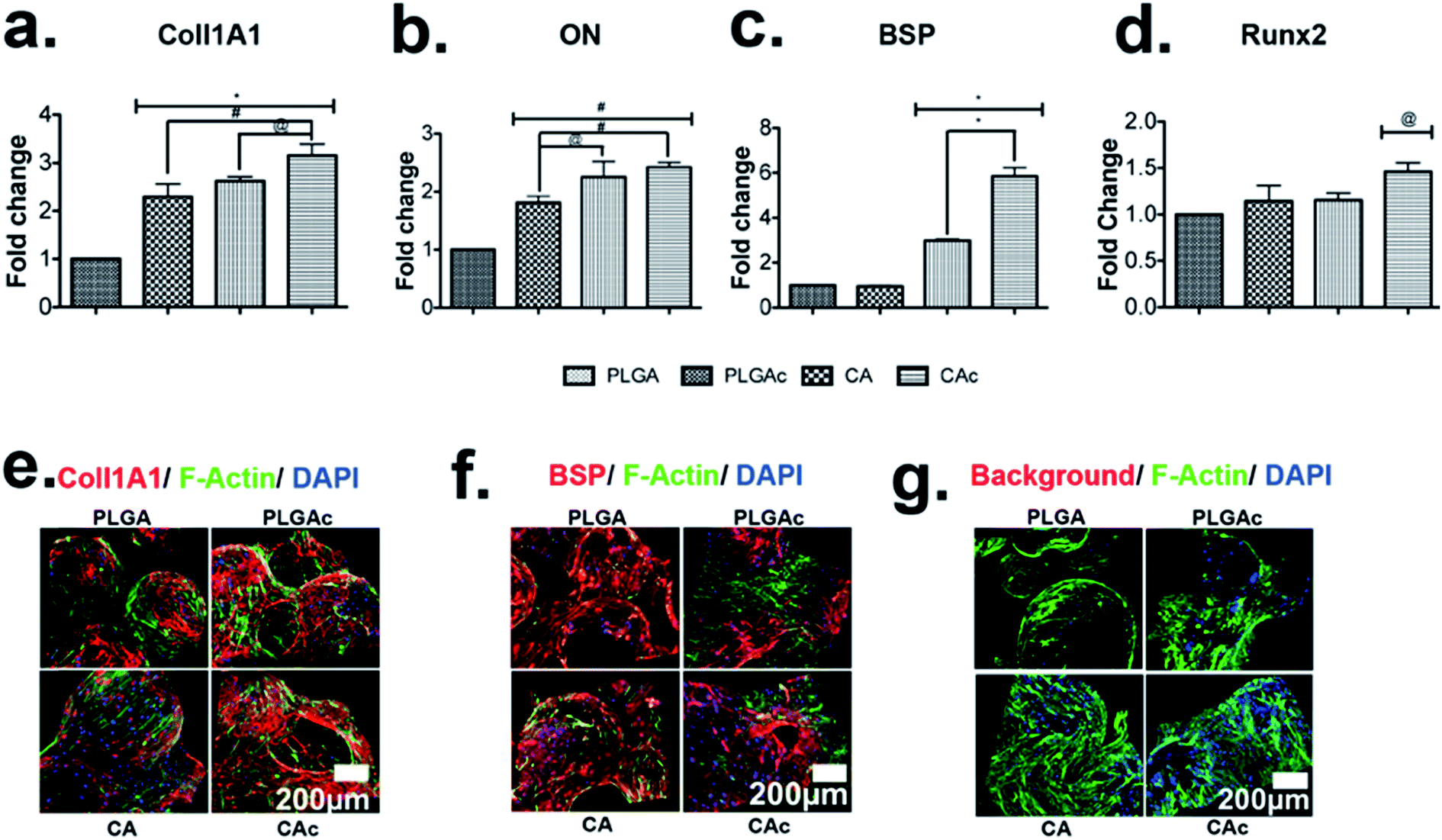 collagen nanofibril self-assembly on a natural polymeric