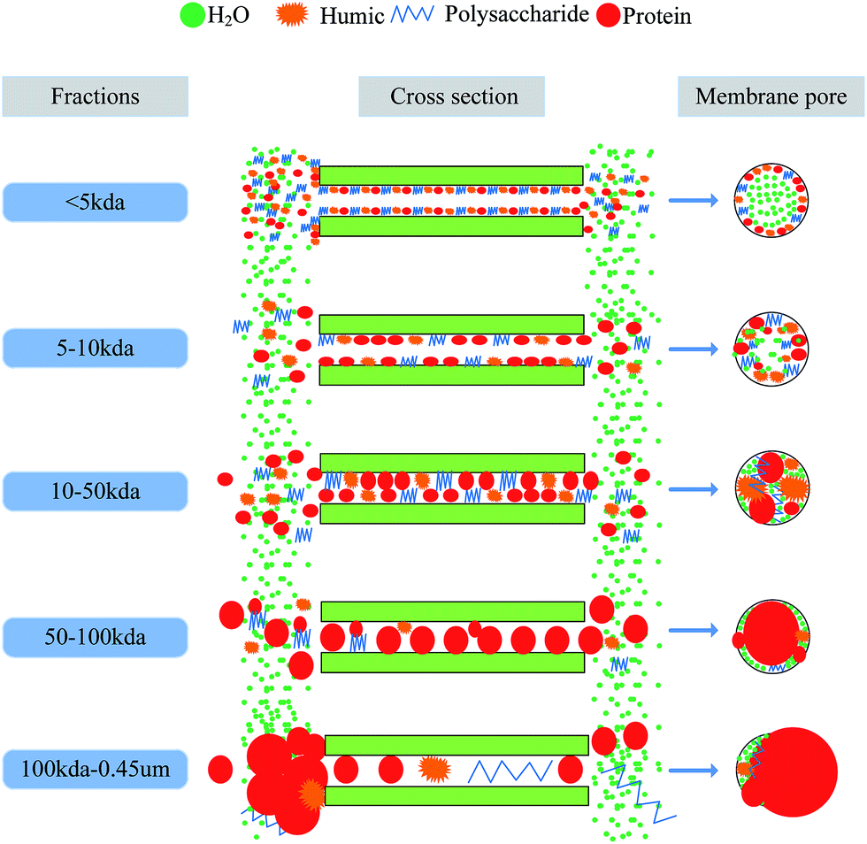 Influence and mechanism of different molecular weight organic molecules