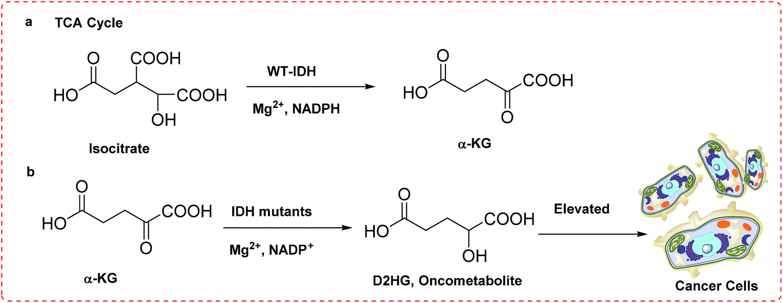 isocitrate dehydrogenase isocitrate dehydrogenase