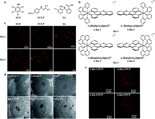 delivering the cell-impermeable dna light-switching ru